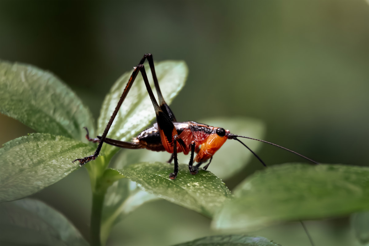 a red orange grasshopper