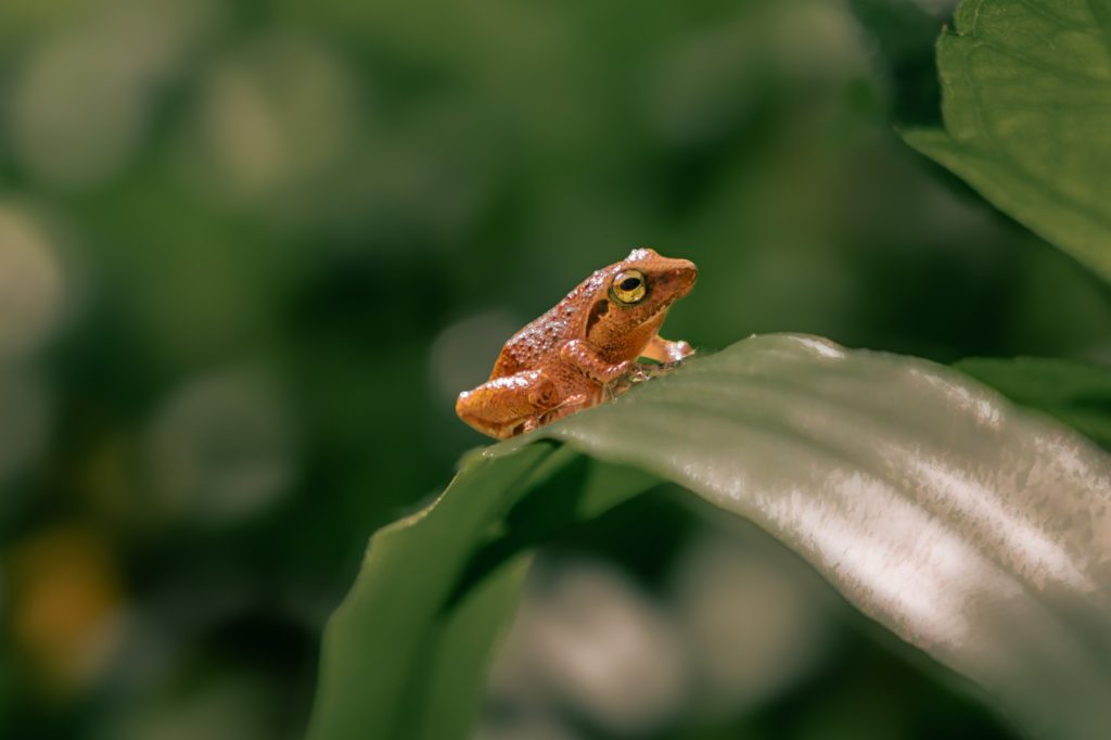 balancing act delicate frog balancing act architha tamilnadu creativehut