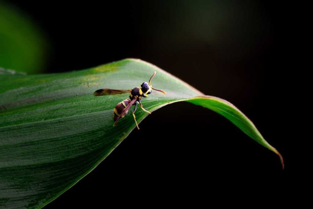 european paper was most-common-and-well-known species of socialwasp harikrishanavk palakkad
