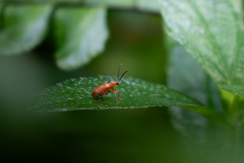 ed melon beetle slender-grubs-dwell-in-the soil hidden and unnoticed harikrishnanvk palakkad creativhut