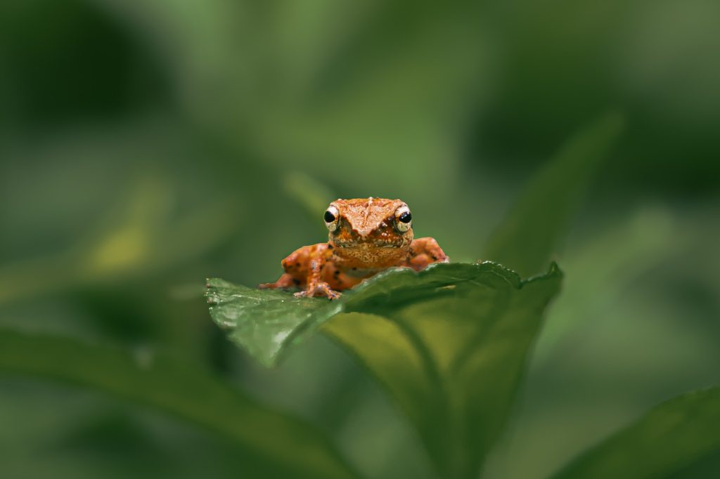 sharp stare intense gaze from sharp eyed frog architha tamilnadu creativehut