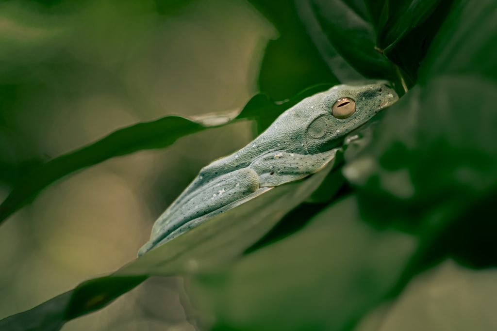 silent sleeper sleeper in perfect-green harmony architha tamilnadu creativehut
