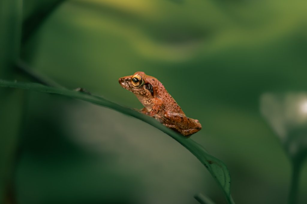 sunseeker tiny frog basks in sunlight architha tamilnadu creativehut