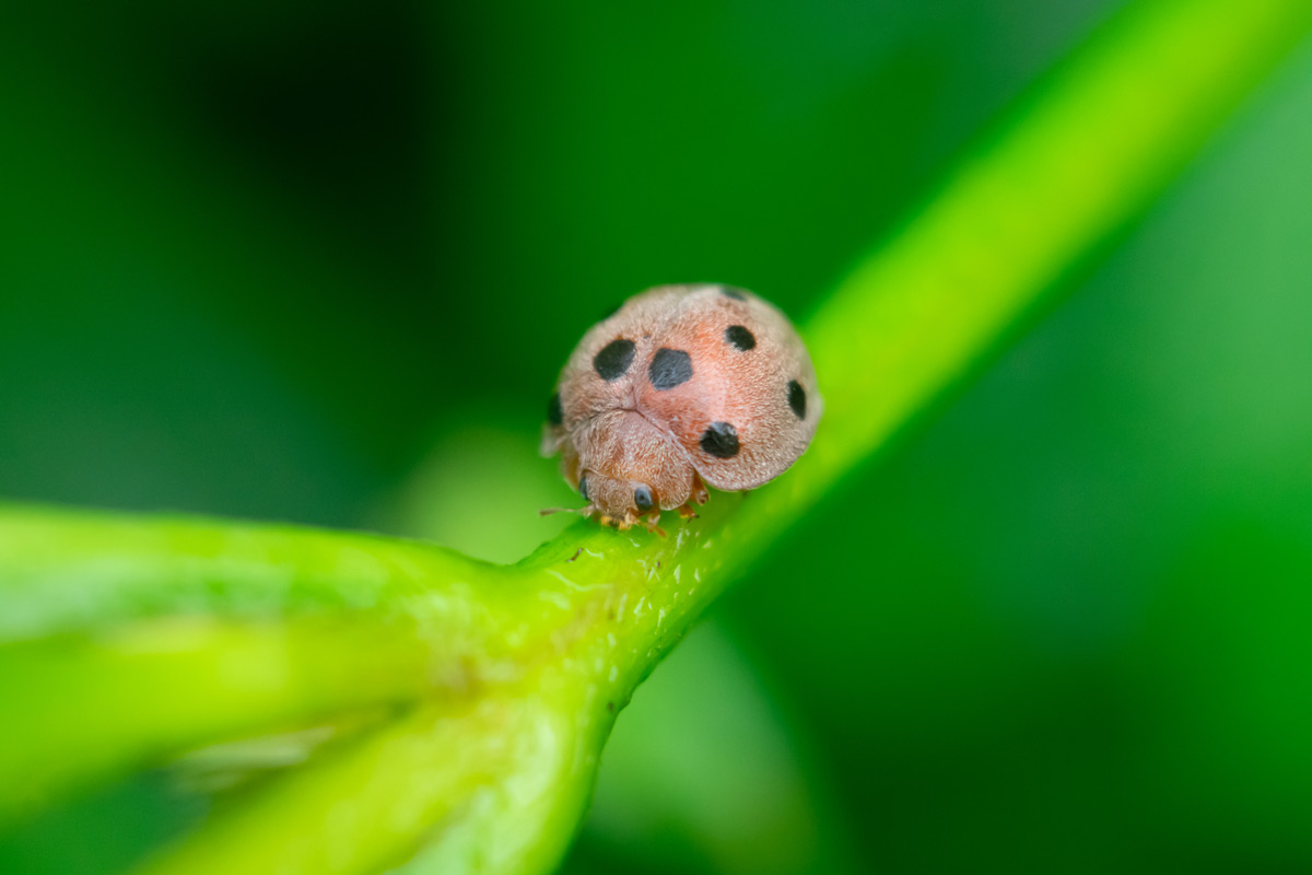 detailedelegance emmadipavan telangana creativehut