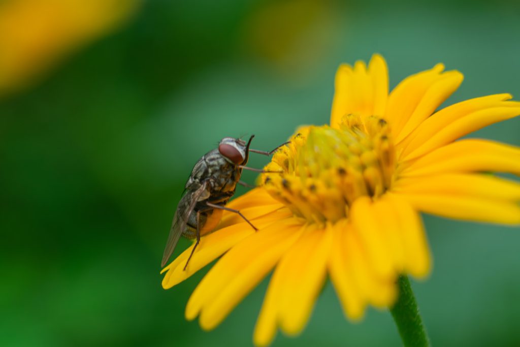 Flybeauty emmadipavan telangana creativehut