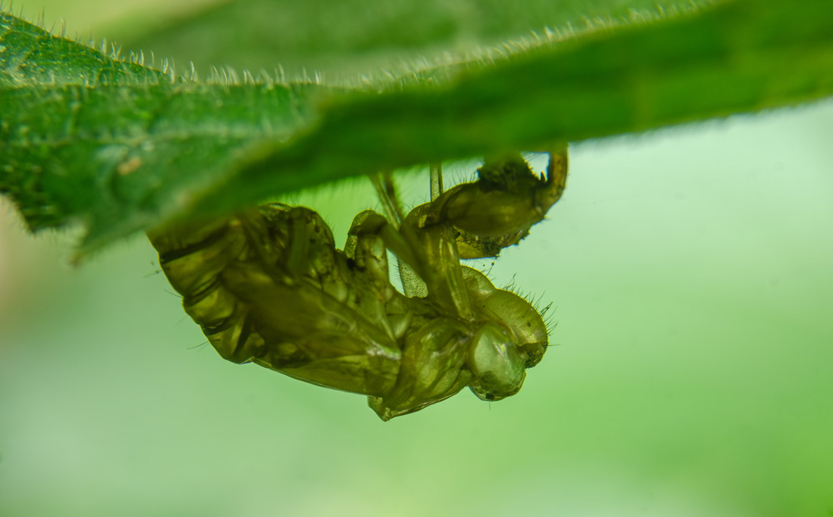 Insectsghost emmadipavan telangana creativehut