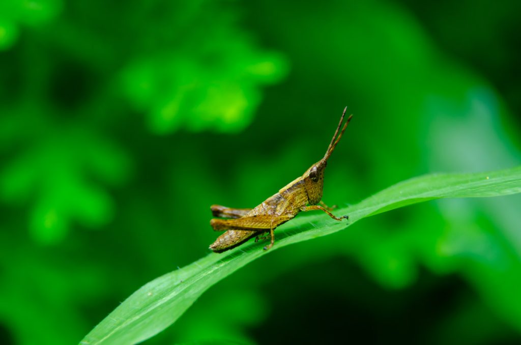 Leafycharms emmadipavan telangana creativehut