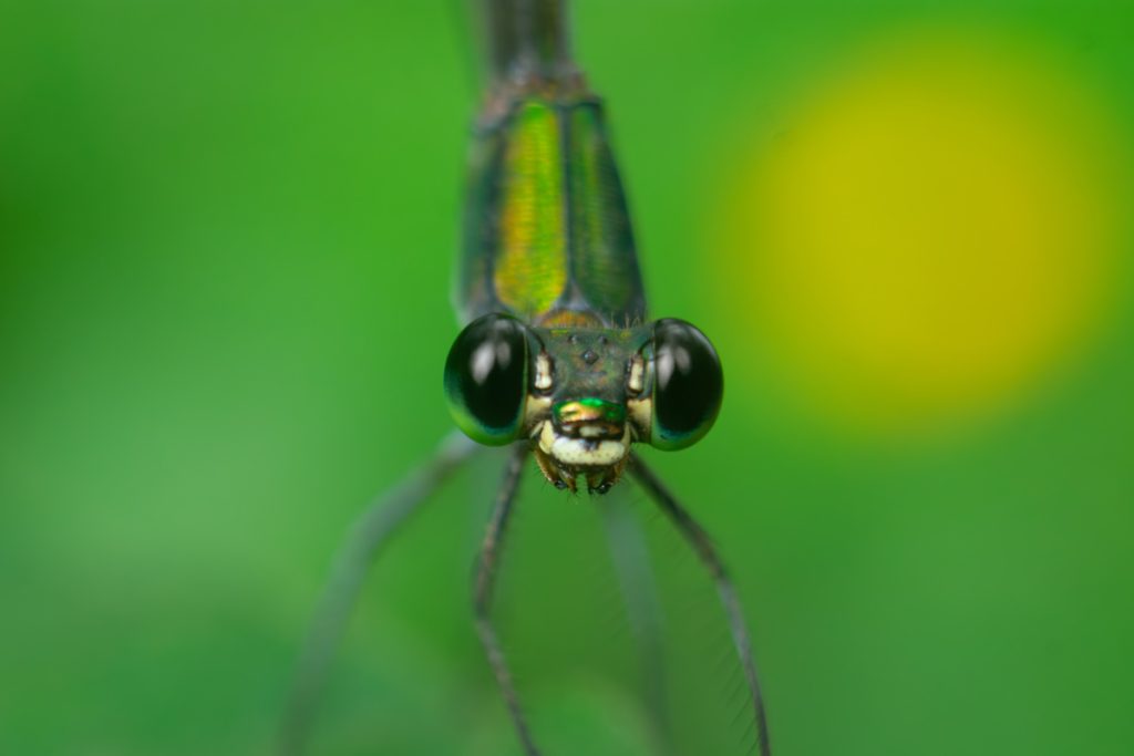 Naturesjewels emmadipavan telangana creativehut