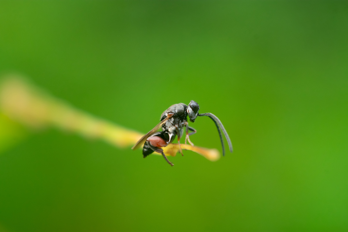 Silentmajesty emmadipavan telangana creativehut