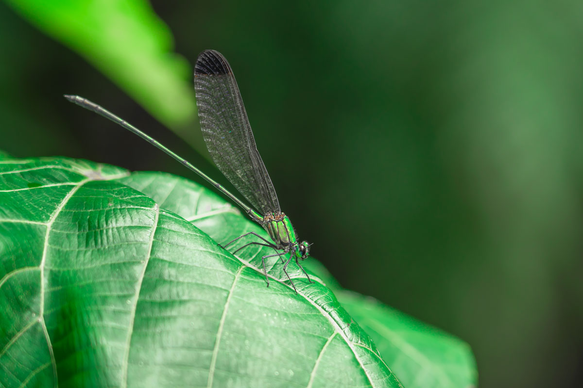A dragonfly ready to fly
