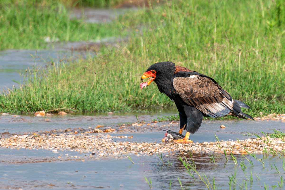 Feasting Raptor Kavya Ahmedabad Gujarat Creative Hut