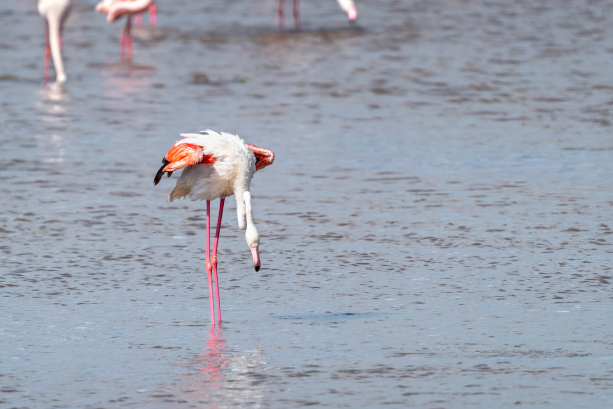 Fishy Quest Kavya Ahmedabad Gujarat Creative Hut