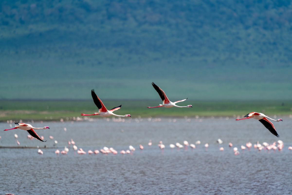 Graceful Flight Kavya Ahmedabad Gujarat Creative Hut