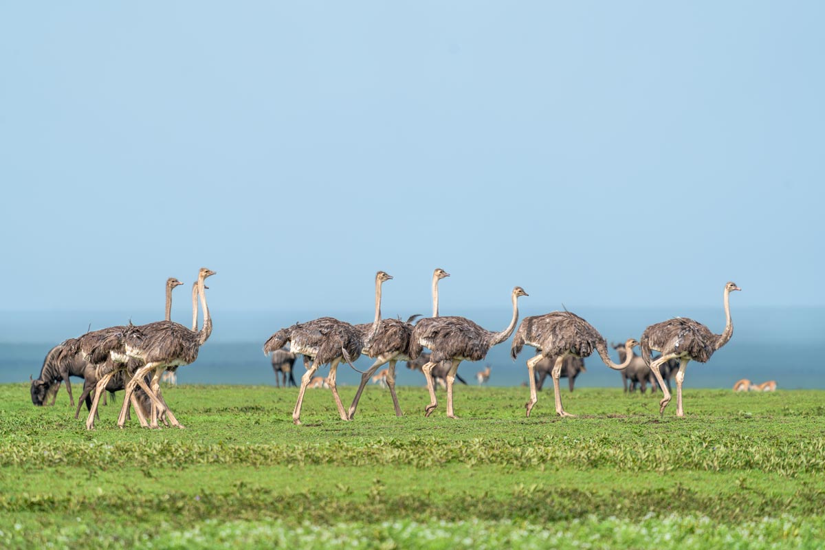 Majestic Striders Kavya Ahmedabad Gujarat Creative Hut