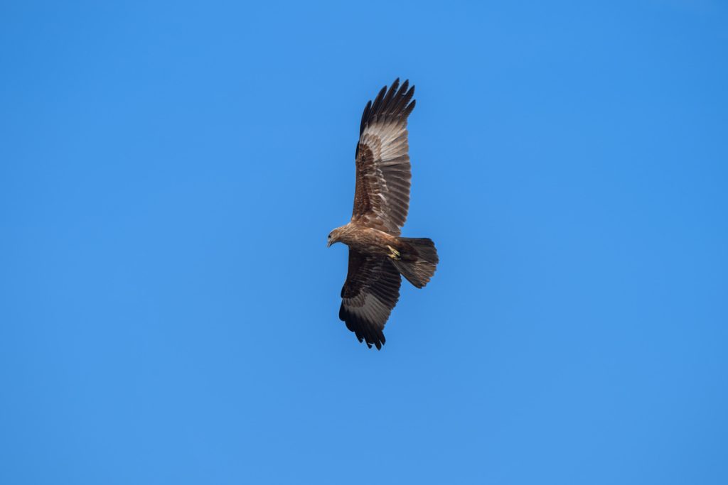 eagle flying in the sky