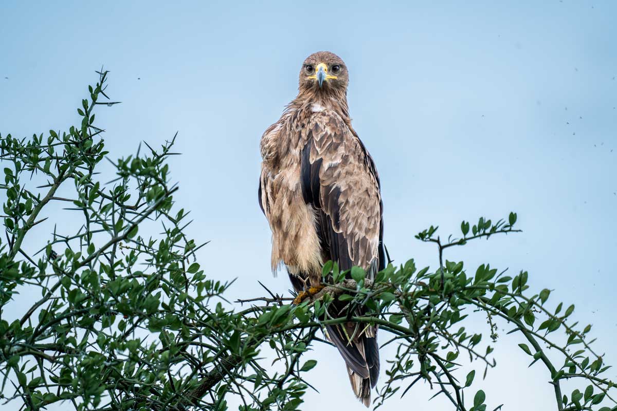 Noble Watcher Kavya Ahmedabad Gujarat Creative Hut