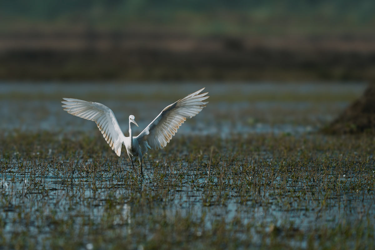 Ready To Fly Rohan Reji Sajan Ernakulam Creative Hut