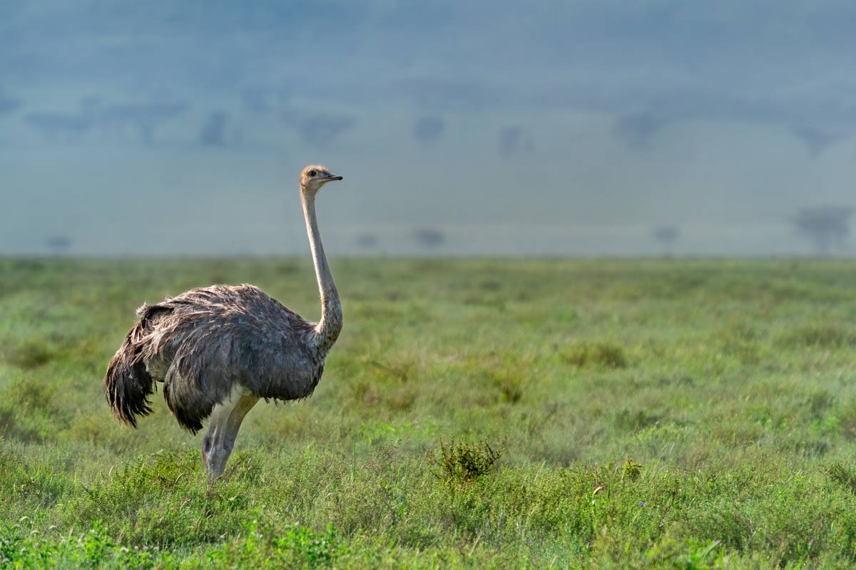 Regal Wanderer Kavya Ahmedabad Gujarat Creative Hut