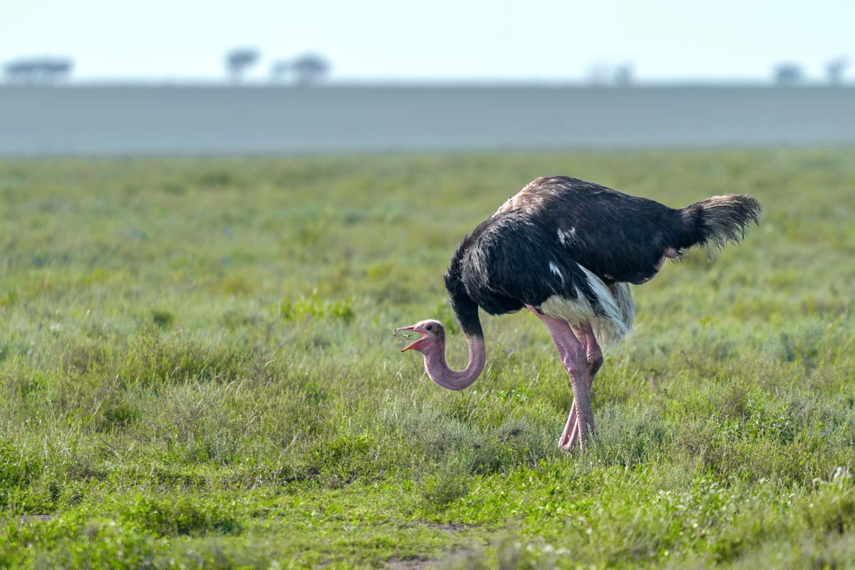 Serengeti Snacking Kavya Ahmedabad Gujarat Creative Hut