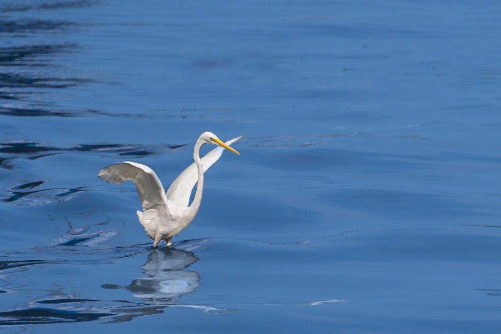 crane on the water