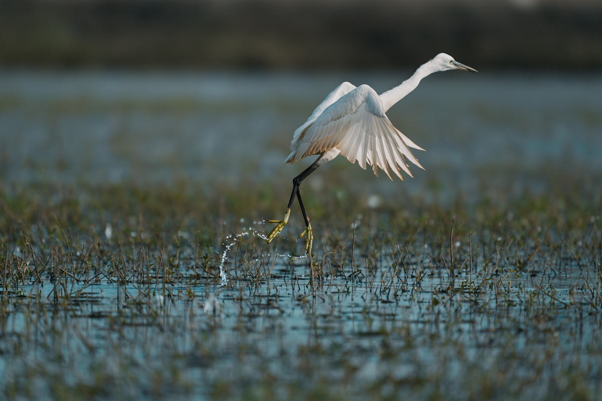 Splashing Take Off Rohan Reji Sajan Ernakulam Creative Hut