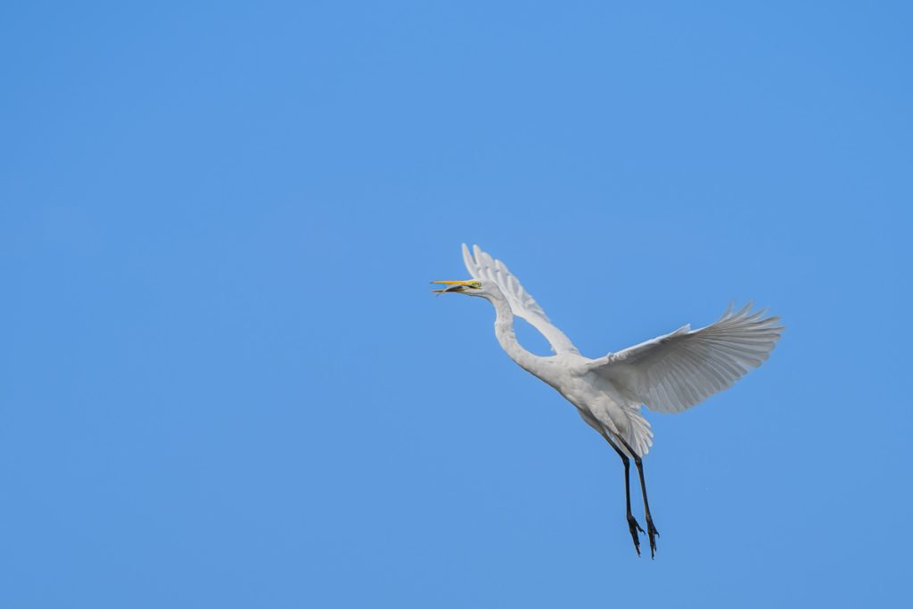 crane taking fish on its mouth