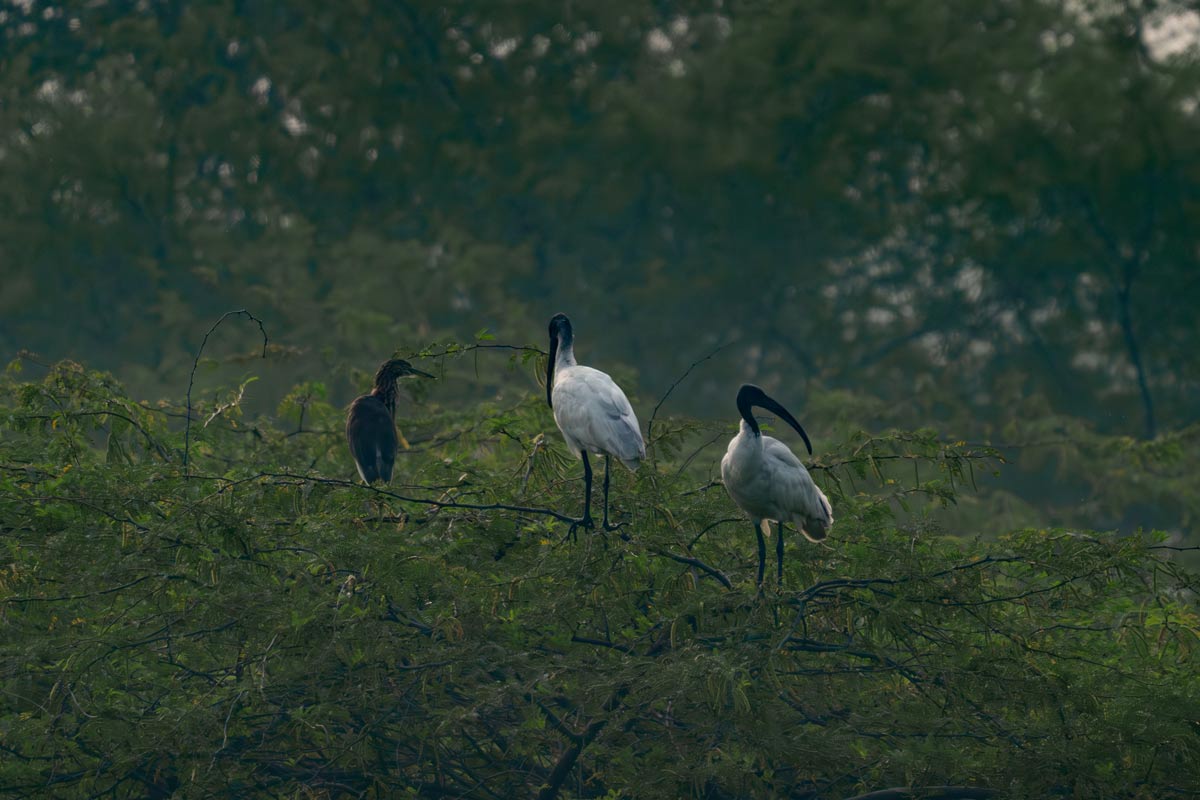 Wetland Trio Kavya Ahmedabad Gujarat Creative Hut