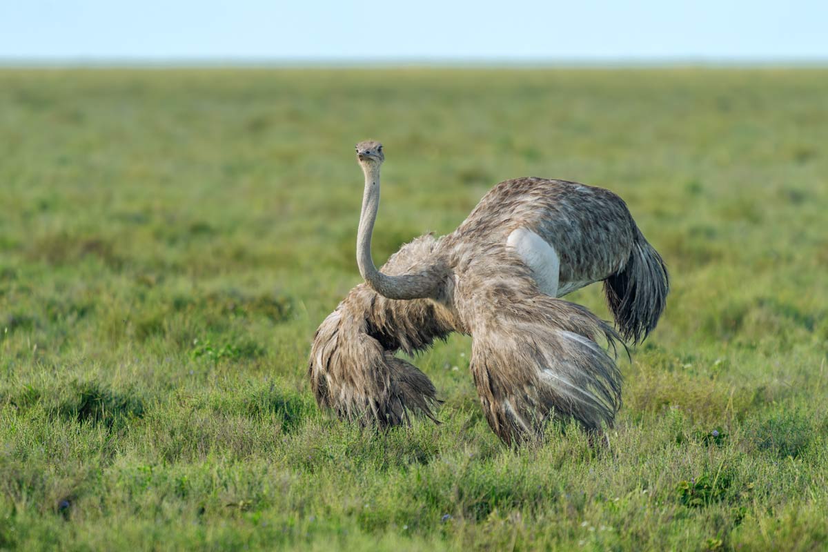 Winged Majesty Kavya Ahmedabad Gujarat Creative Hut