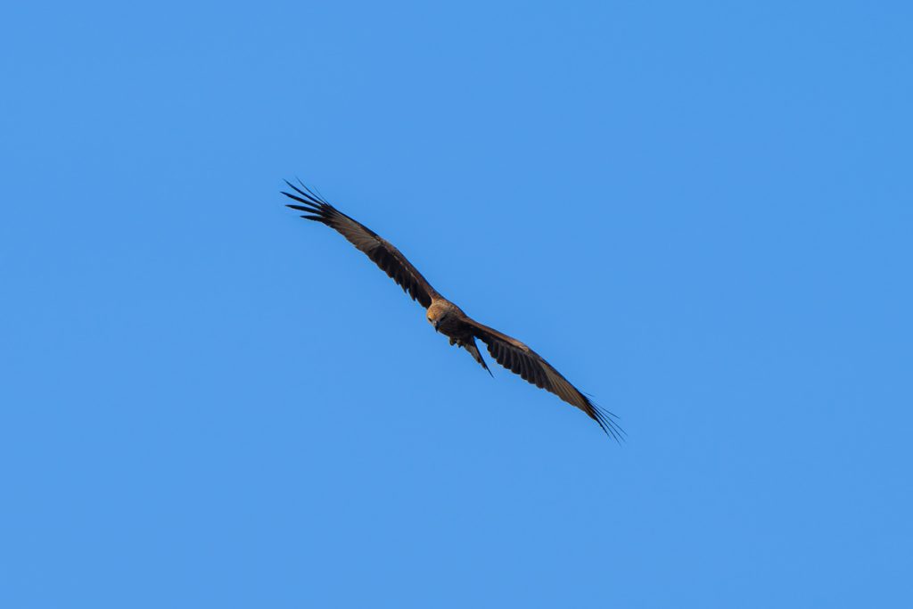 eagle is seeing down for prey