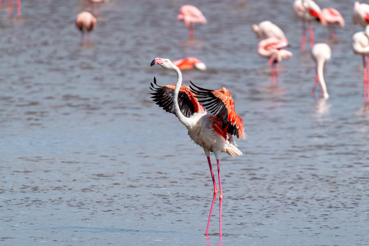 Wings Of Wonder Kavya Ahmedabad Gujarat Creative Hut