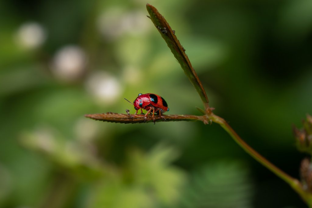 Droplet Stroll Mewari Umsong Meghalaya Creative Hut