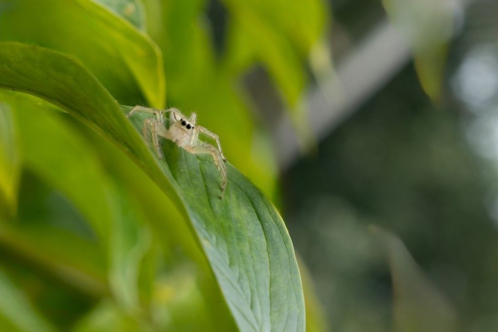 Spider sitting on a slided leaf