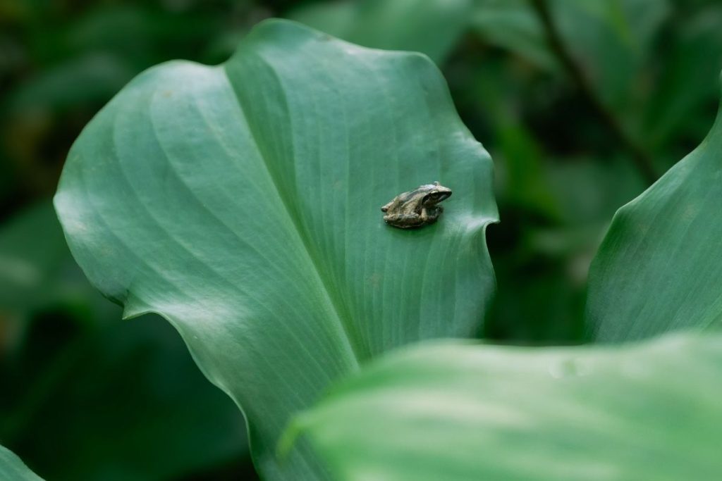 A frog sitting on a greenish leaf