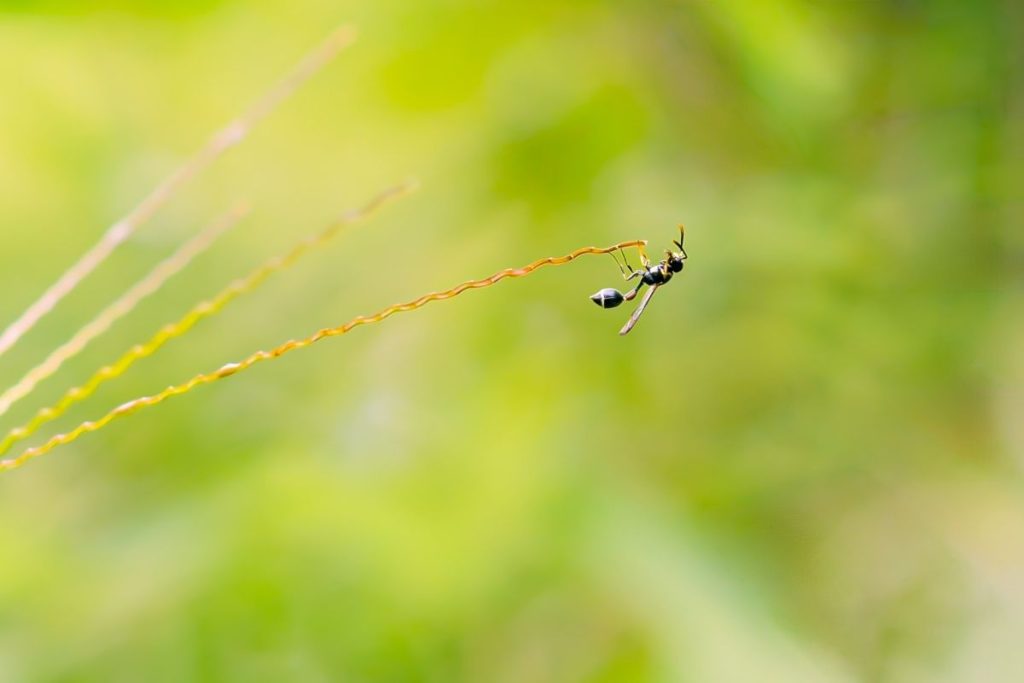 A wasp hanging on a steam