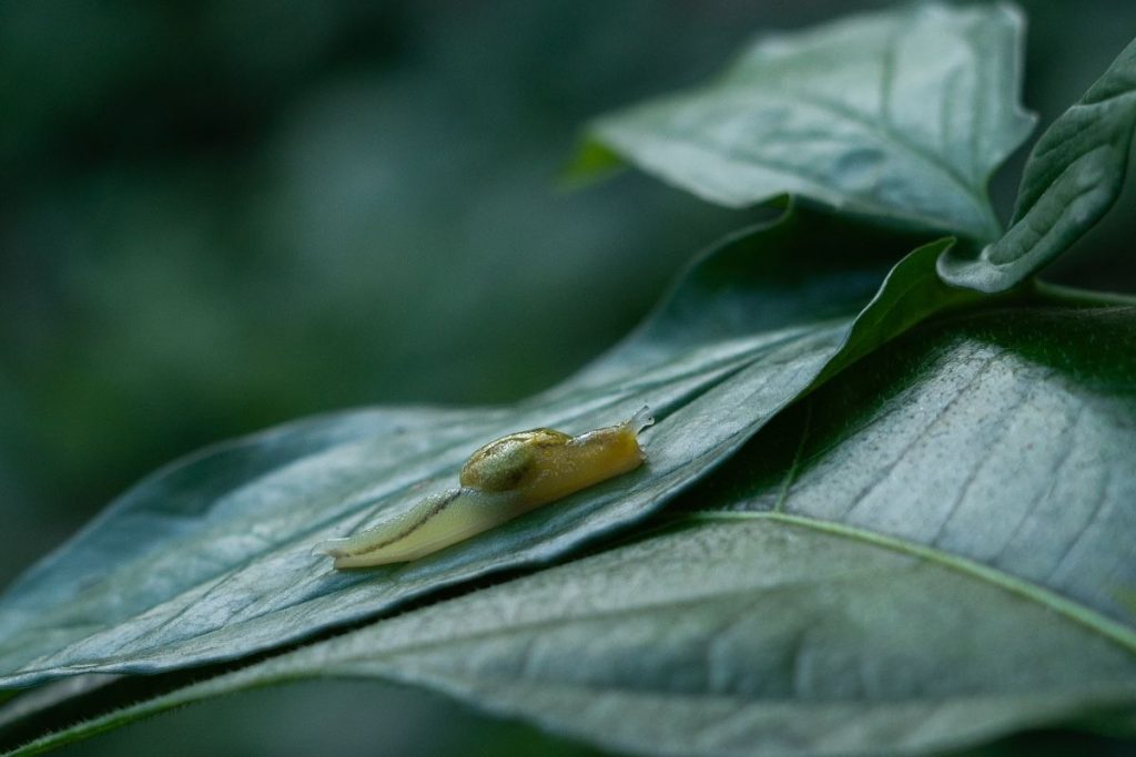 A snail is creeping on leaf