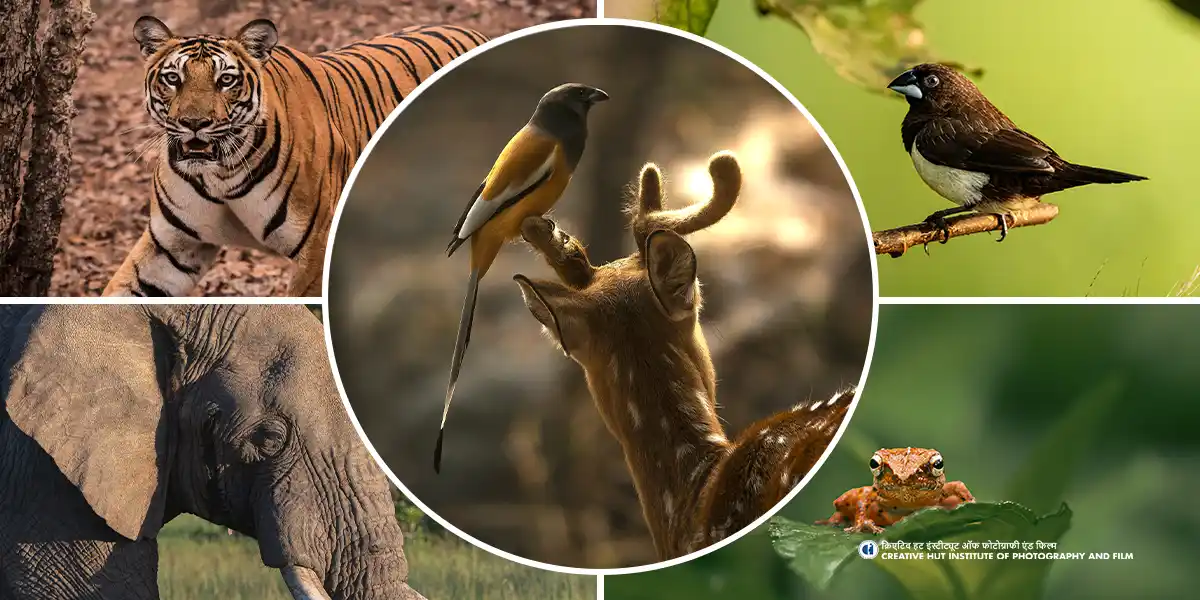 Wildlife photography and filmmaking course in India